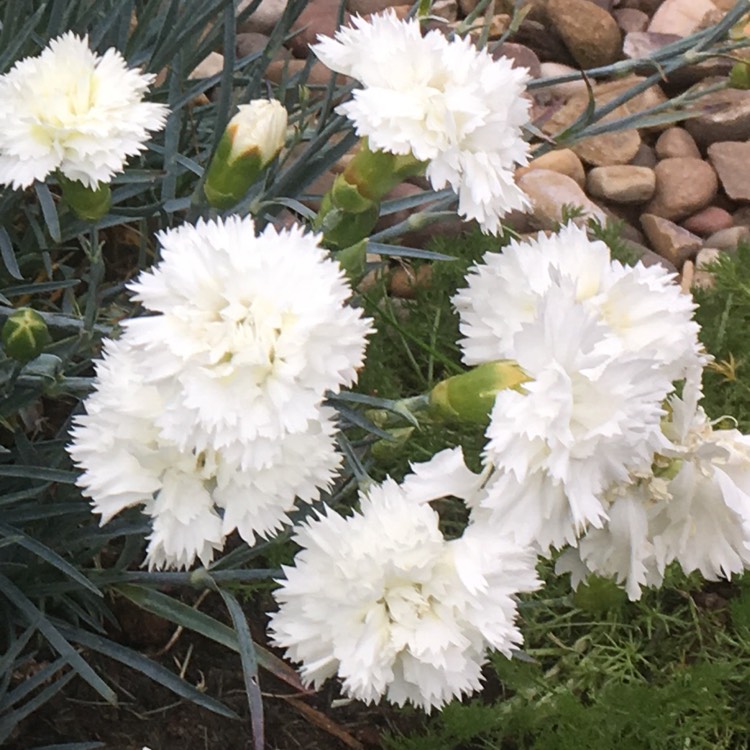 Plant image Dianthus 'Memories'