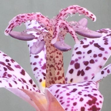 Tricyrtis formosana 'Dark Beauty'