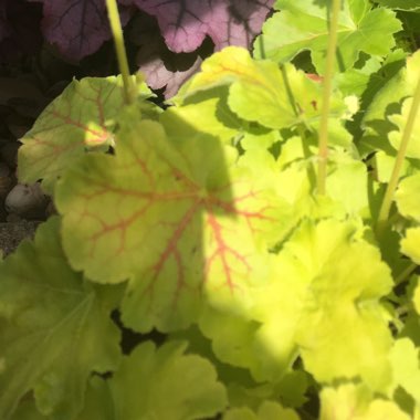 Alumroot Little Cutie Sugar Berry