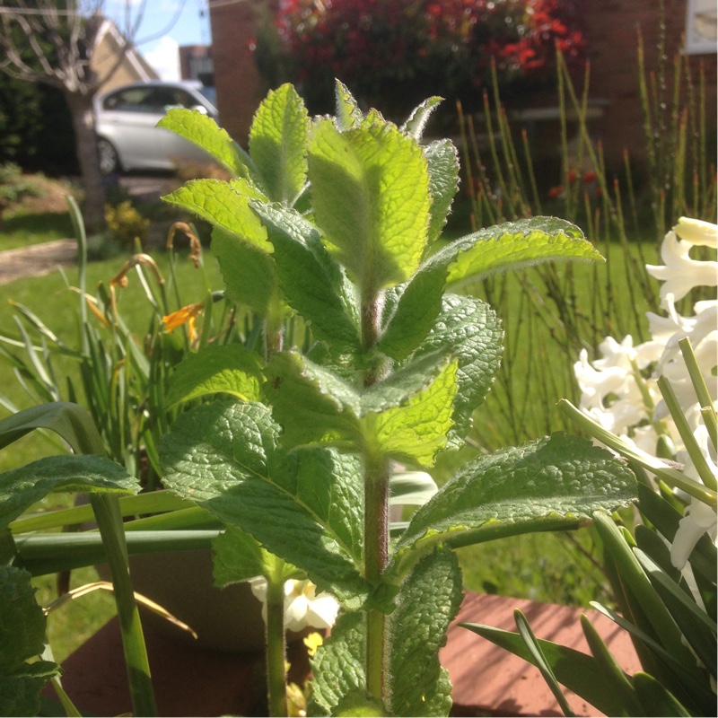 Plant image Mentha suaveolens