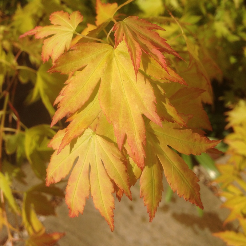 Acer palmatum 'Orange Dream'