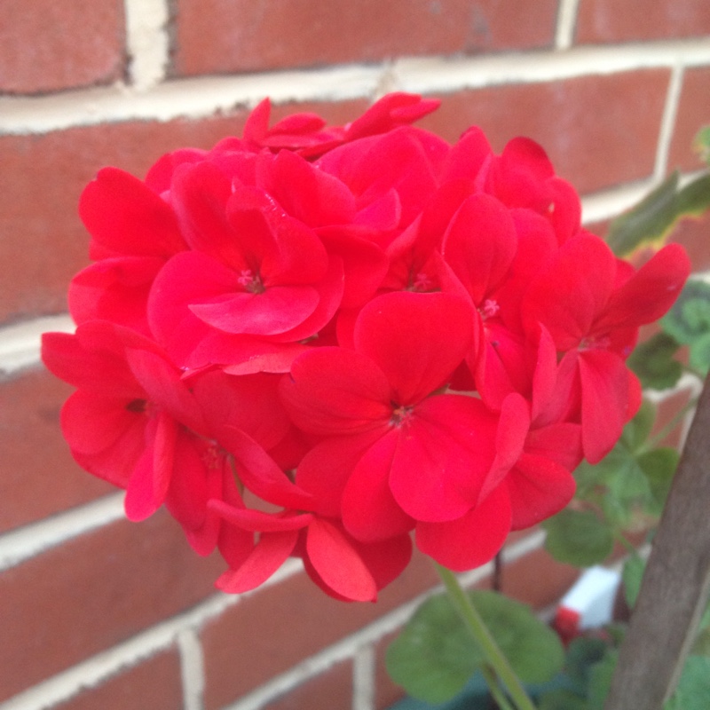 Plant image Pelargonium 'Duebezre' (Big EEZE Series) syn. Pelargonium 'Big EEZE Red'