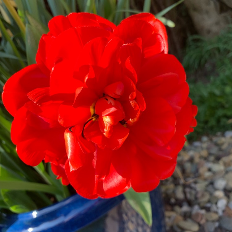 Plant image Geum 'Blazing Sunset'