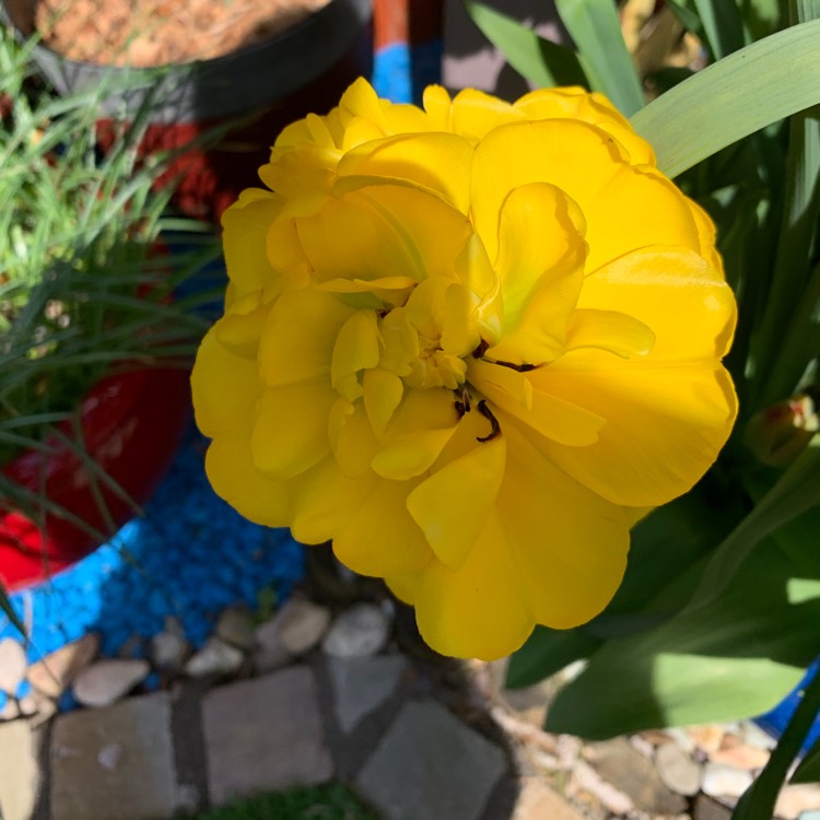 Plant image Tulipa gesneriana 'Lutea'