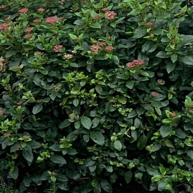 Plant image Viburnum tinus