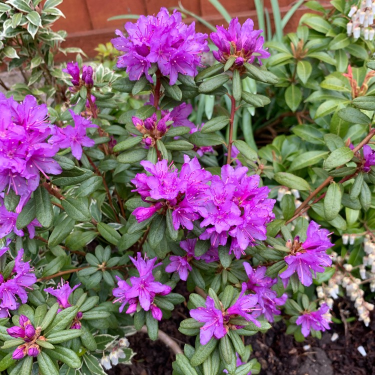 Plant image Rhododendron insigne