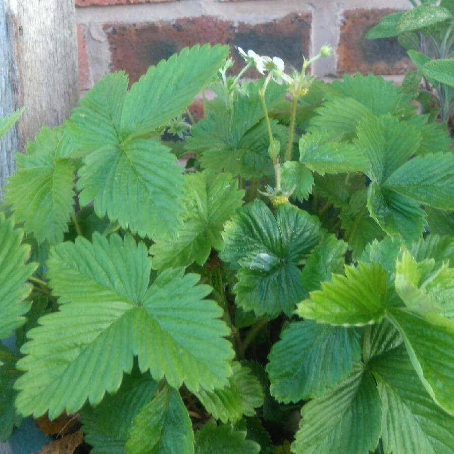 Plant image Fragaria vesca 'White Soul'