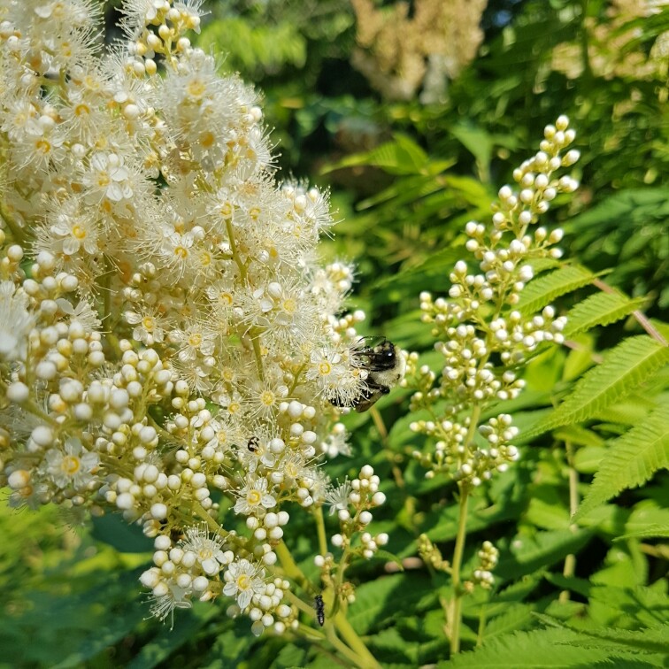 False Spiraea 'Sem'