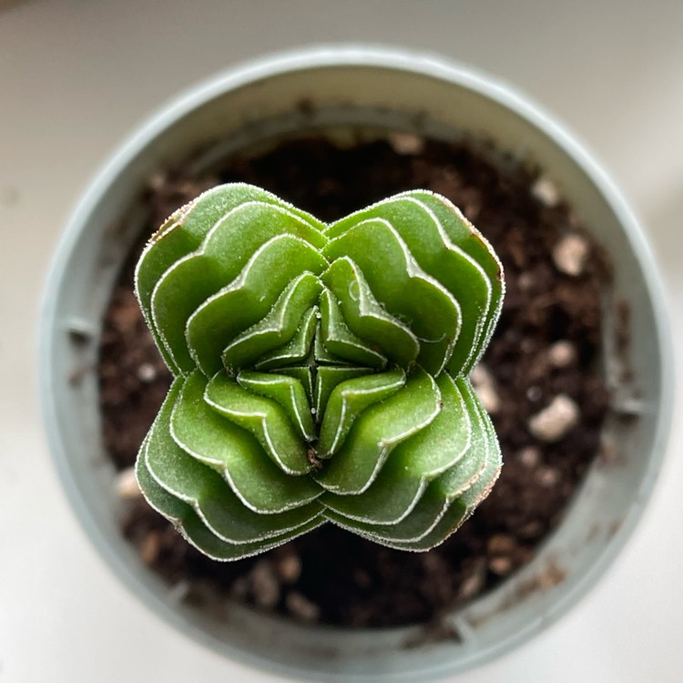 Plant image Crassula quadrangularis syn. Crassula pyramidalis