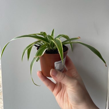 Chlorophytum comosum