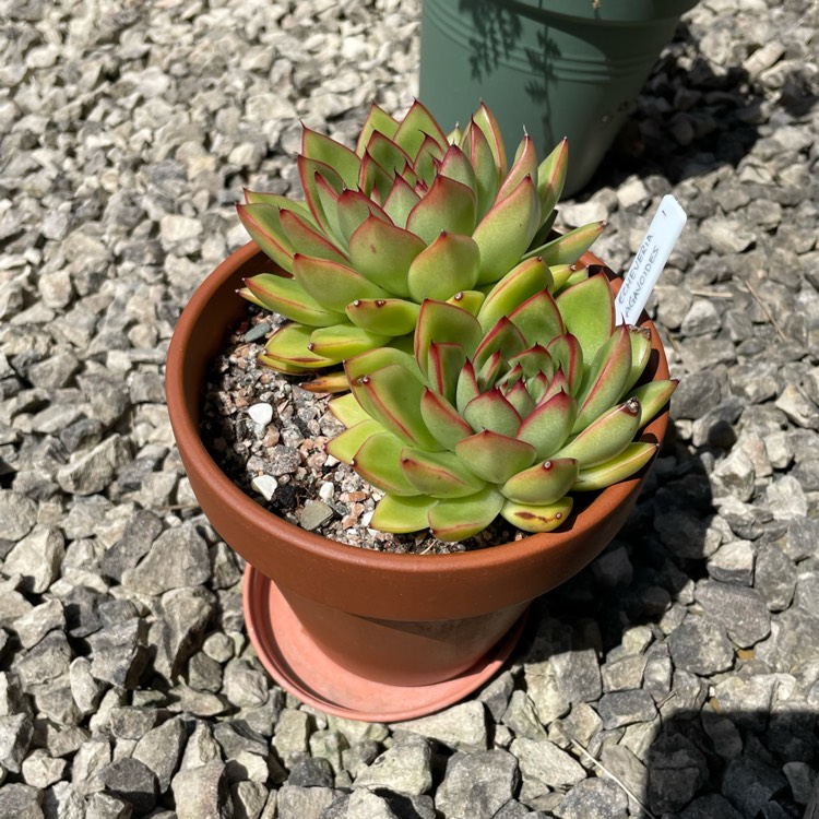 plant image 1677352