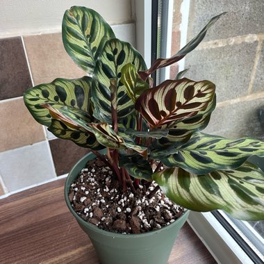 Zebra plant 'Makoyana'