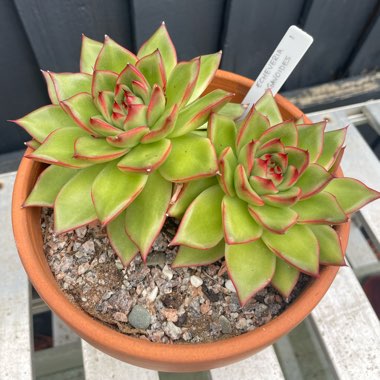 Echeveria 'Agavoides'