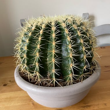 Golden barrel cactus