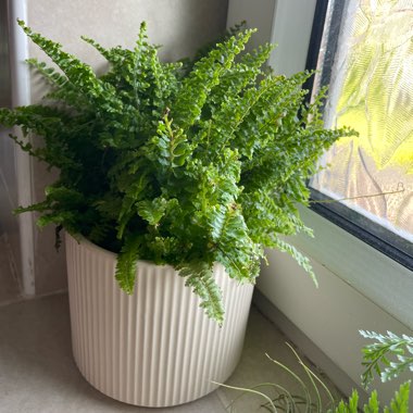 Boston Fern