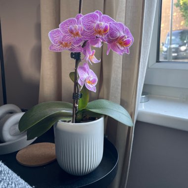 Moth Orchid