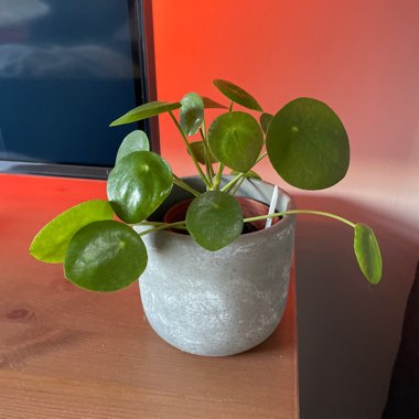 Chinese Money Plant