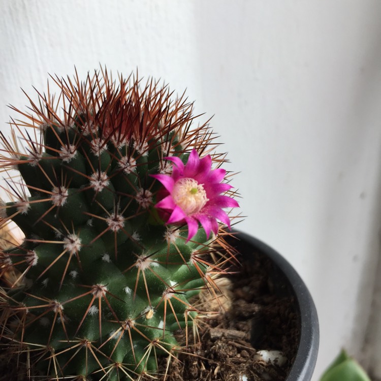 Plant image Mammillaria backebergiana