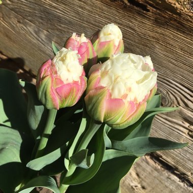 Tulipa 'Ice Cream'