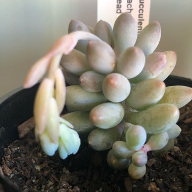 Pachyphytum 'Baby Fingers'