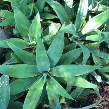 Foxtail Agave