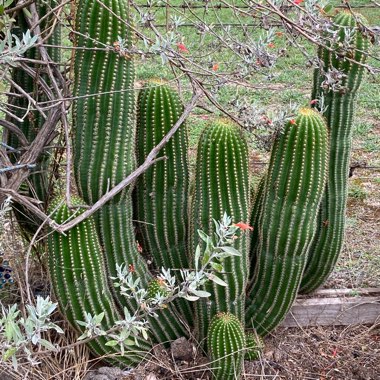 Trichocereus Cactus