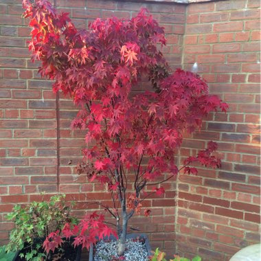 Acer Palmatum 'Osakazuki'