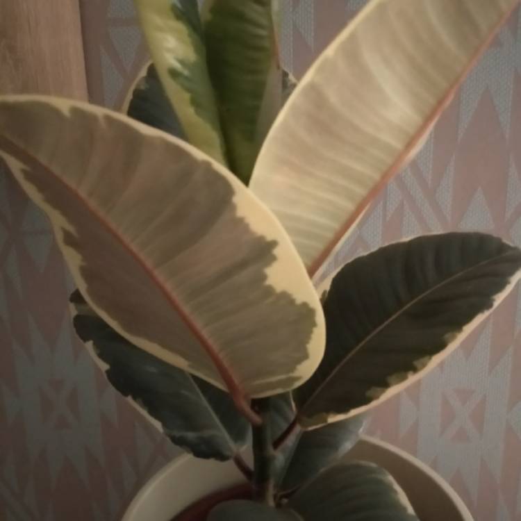 Plant image Ficus altissima 'Variegata'