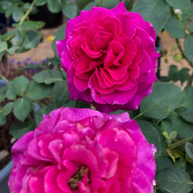 Rosa 'Fragrant Plum'