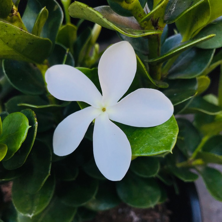 Plant image Carissa macrocarpa