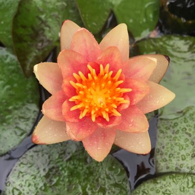 Nymphaea 'Indiana'