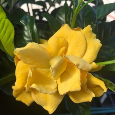 Gardenia jasminoides Var. ‘Golden Magic'