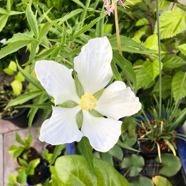 Hibiscus coccineus