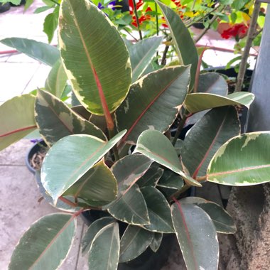 Ficus elastica 'Tineke'