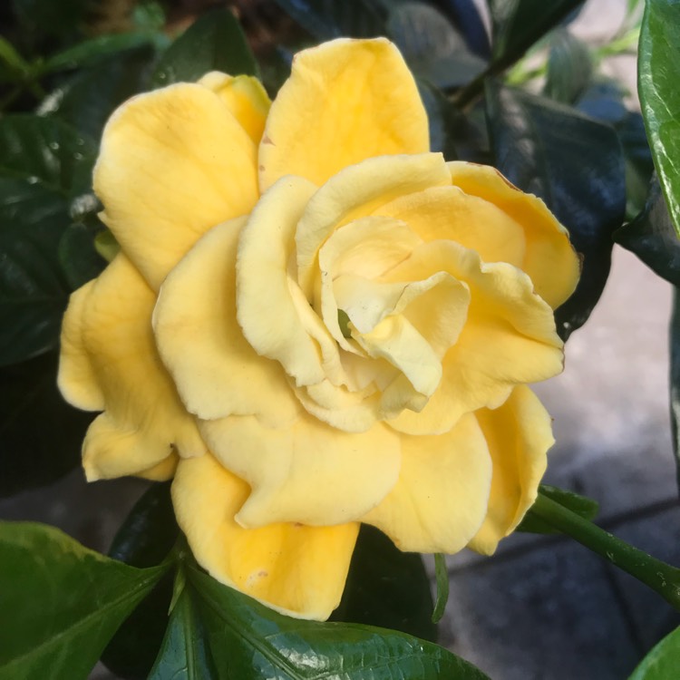 Gardenia jasminoides Var. ‘Golden Magic', Gardenia ‘Golden Magic ...