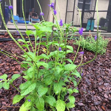 Dark blue snakeweed, Blue Porterweed