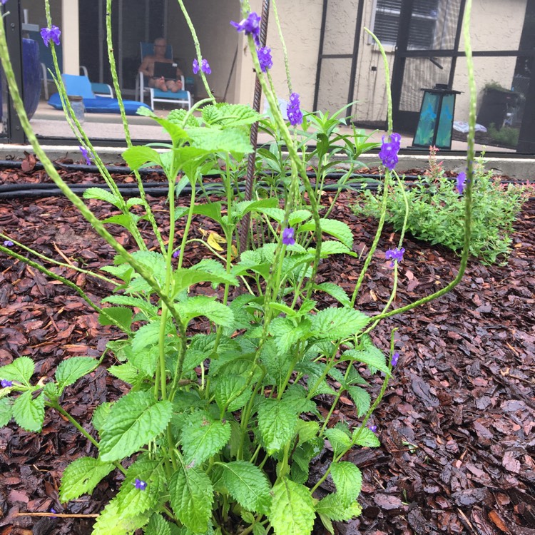 Plant image Stachytarpheta cayennensis