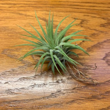 Airplant (Species) Tillandsia fuchsii f. gracilis