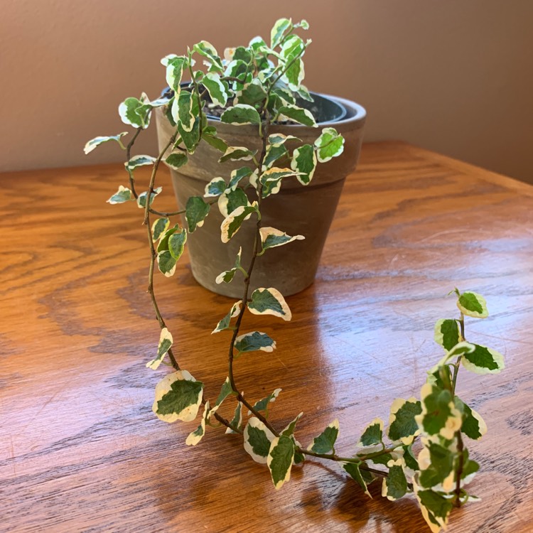 Plant image Hedera helix 'Cavendishii' syn. 'Marginata Minor'