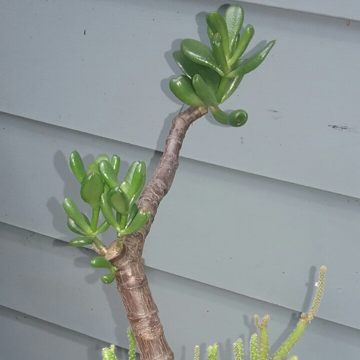 Plant image Crassula Ovata Bonsai