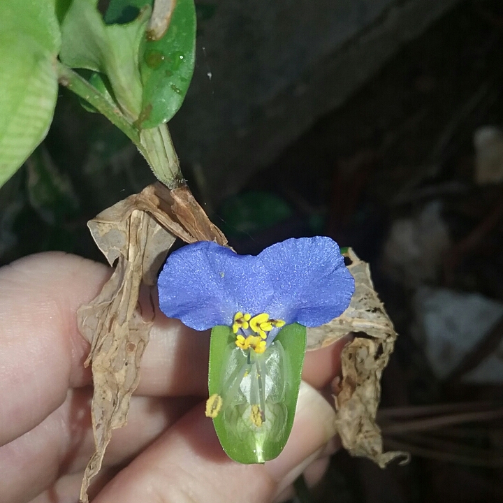 Plant image Commelina Communis