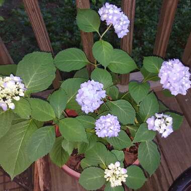 Hydrangea 'Endless Summer'