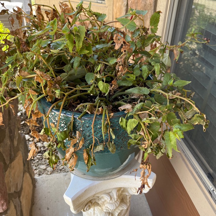 Plant image Begonia boliviensis 'San Francisco'