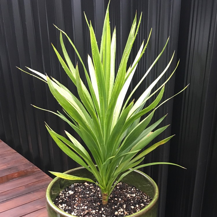 Plant image Cordyline 'Green Goddess'