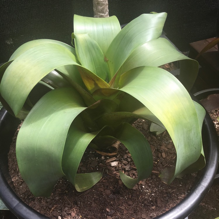 Plant image Alcantarea imperialis 'Silver Plum'