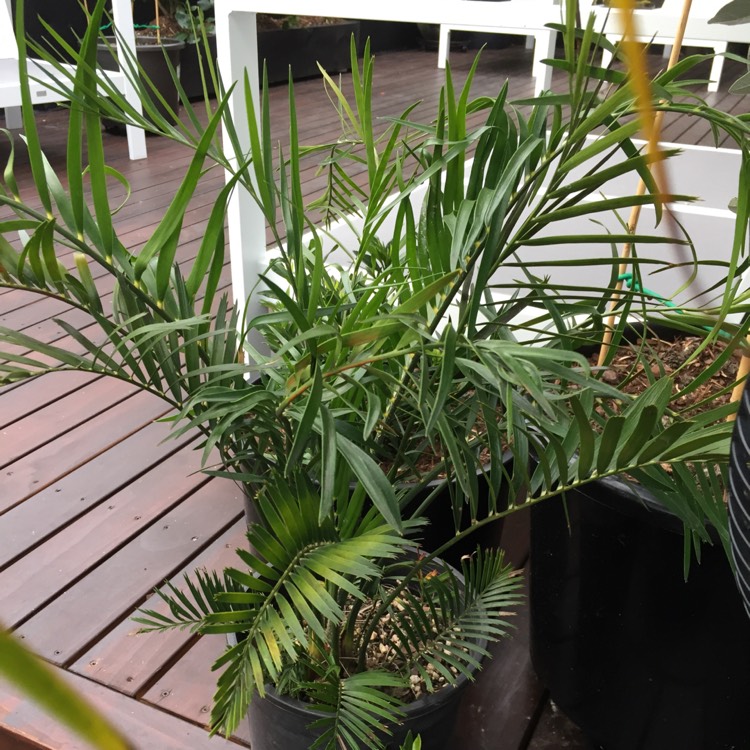 Plant image Macrozamia Communis