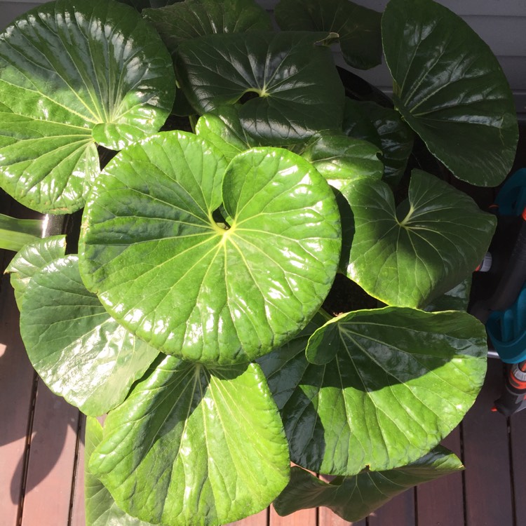 Plant image Ligularia reniformis