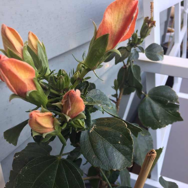 Plant image Hibiscus rosa-sinensis 'Apricot Brandy'