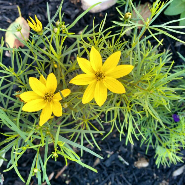 Plant image Coreopsis verticillata 'Zagreb'