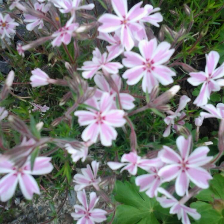 Plant image Phlox subulata